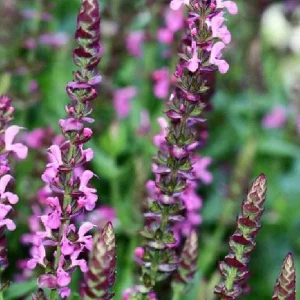 Salvia Apex Wood Sage Live Plant – Long-Blooming Perennial for Gardens – Zones 4-9 - Image 2
