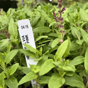 Salvia Apex Wood Sage Live Plant – Long-Blooming Perennial for Gardens – Zones 4-9 - Image 3