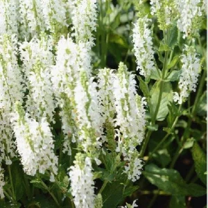 Salvia Apex Wood Sage Live Plant – Long-Blooming Perennial for Gardens – Zones 4-9 - Image 6