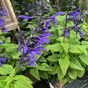 Salvia Black & Bloom Live Plant – 1 Gallon Pot, Vibrant Blue Flowers, Outdoor - Image 2