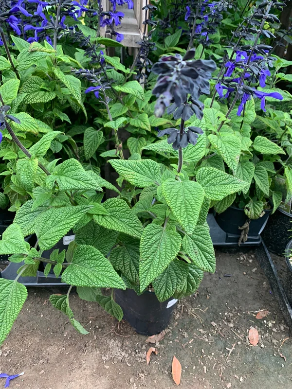 Salvia Black & Bloom Live Plant – 1 Gallon Pot, Vibrant Blue Flowers, Outdoor - Image 3