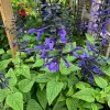 Salvia Black & Bloom Live Plant – 1 Gallon Pot, Vibrant Blue Flowers, Outdoor - Image 1