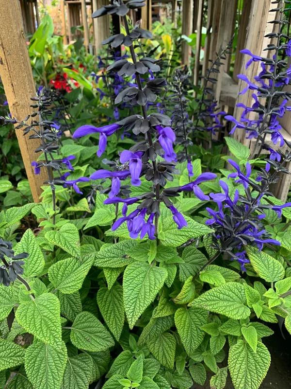 Salvia Black & Bloom Live Plant – 1 Gallon Pot, Vibrant Blue Flowers, Outdoor - Image 1