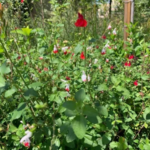 Salvia 'Hot Lips' Live Plant – 1ft Tall Red & White Sage in 6in Pot – Outdoor Flower - Image 2
