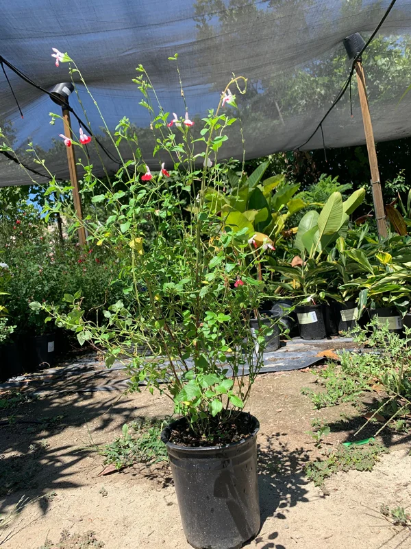 Salvia 'Hot Lips' Live Plant – 1ft Tall Red & White Sage in 6in Pot – Outdoor Flower - Image 3