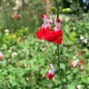 Salvia 'Hot Lips' Live Plant – 1ft Tall Red & White Sage in 6in Pot – Outdoor Flower - Image 1