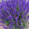 Salvia May Night Starter Live Plant – Hardy Perennial – 3-6 inch Tall – Blue Purple Flowers for Garden - Image 1