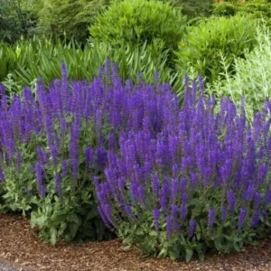 Salvia May Night Starter Live Plant – Hardy Perennial – 3-6 inch Tall – Blue Purple Flowers for Garden - Image 3
