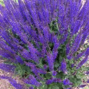 Salvia May Night Starter Live Plant – Hardy Perennial – 3-6 inch Tall – Blue Purple Flowers for Garden - Image 1