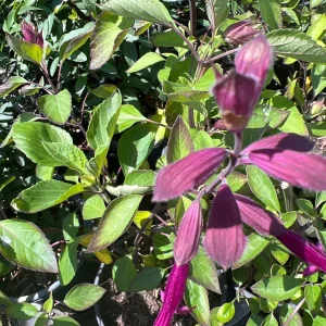 Salvia Wendy's Dream Live Plant – 1-2 ft Tall – 1 Gallon Pot – Outdoor Perennial - Image 2