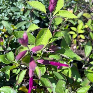 Salvia Wendy's Dream Live Plant – 1-2 ft Tall – 1 Gallon Pot – Outdoor Perennial - Image 1