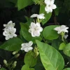Sambac Arabian Jasmine Live Plant – Fragrant Flowers, 6-inch Pot, Indoor/Outdoor - Image 1