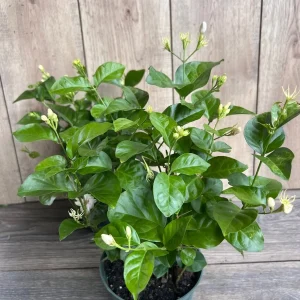 Sambac Arabian Jasmine Live Plant – Fragrant Flowers, 6-inch Pot, Indoor/Outdoor - Image 6