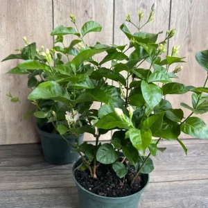 Sambac Arabian Jasmine Live Plant – Fragrant Flowers, 6-inch Pot, Indoor/Outdoor - Image 7