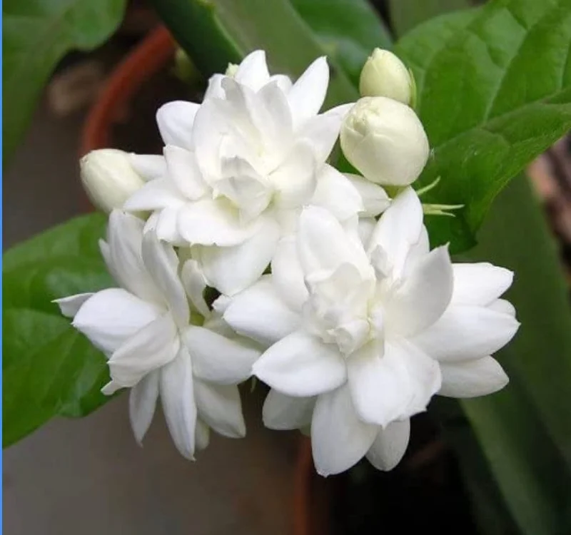 Sambac Jasmine Double Flower Live Plant – Fragrant – 1-2 ft Tall - Image 2