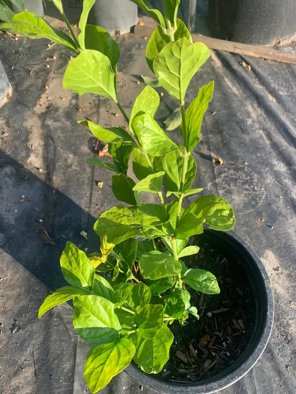 Sambac Jasmine Double Flower Live Plant – Fragrant – 1-2 ft Tall - Image 1