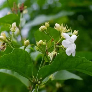 Sambac Jasmine Live Plant – 12 inch Tall – 3 inch Pot – Fragrant Flowering Shrub - Image 3