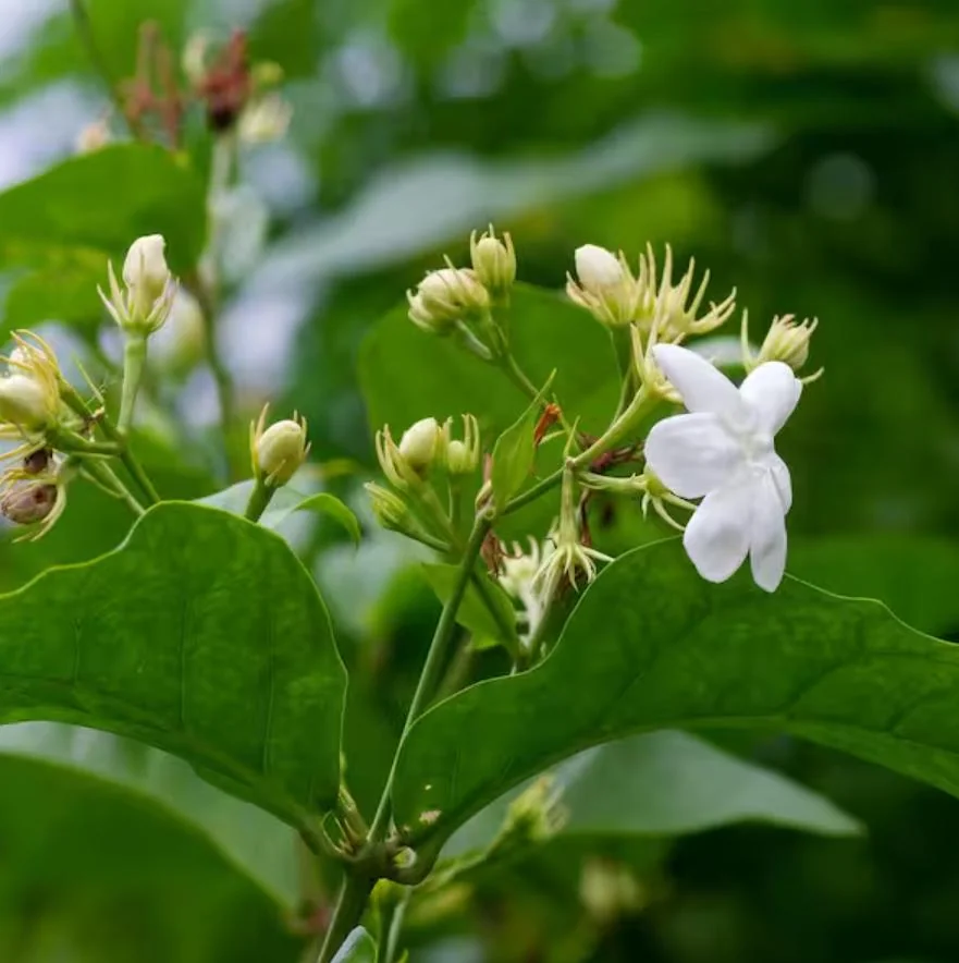 Sambac Jasmine Live Plant – 12 inch Tall – 3 inch Pot – Fragrant Flowering Shrub - Image 3