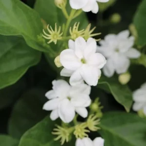 Sambac Jasmine Live Plant – 12 inch Tall – 3 inch Pot – Fragrant Flowering Shrub - Image 1