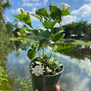 Sambac Jasmine Live Plant – 12 inch Tall – 3 inch Pot – Fragrant Flowering Shrub - Image 4
