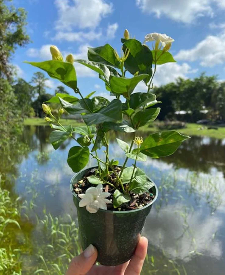 Sambac Jasmine Live Plant – 12 inch Tall – 3 inch Pot – Fragrant Flowering Shrub - Image 4