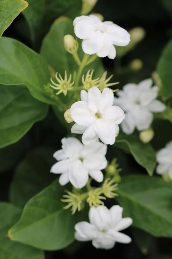 Sambac Jasmine Live Plant – 12 inch Tall – 3 inch Pot – Fragrant Flowering Shrub - Image 1