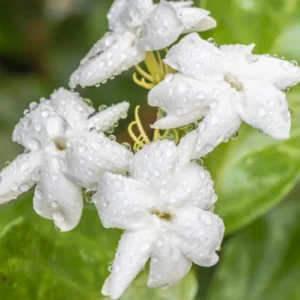 Sambac Jasmine Live Plant – Fragrant Flowering Plant – 8-inch Tall – 3-inch Pot – Indoor/Outdoor - Image 2