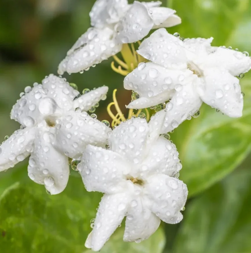 Sambac Jasmine Live Plant – Fragrant Flowering Plant – 8-inch Tall – 3-inch Pot – Indoor/Outdoor - Image 2