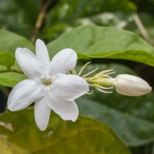Sambac Jasmine Live Plant – Fragrant Flowering Plant – 8-inch Tall – 3-inch Pot – Indoor/Outdoor - Image 3