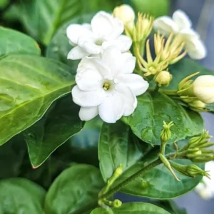 Sambac Jasmine Live Plant – Fragrant Flowering Plant – 8-inch Tall – 3-inch Pot – Indoor/Outdoor - Image 1