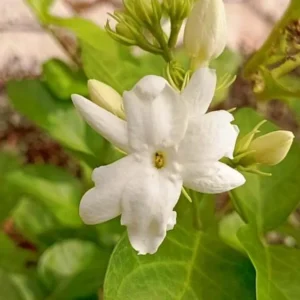 Sambac Jasmine Live Plant – Fragrant Flowering Plant – 8-inch Tall – 3-inch Pot – Indoor/Outdoor - Image 4