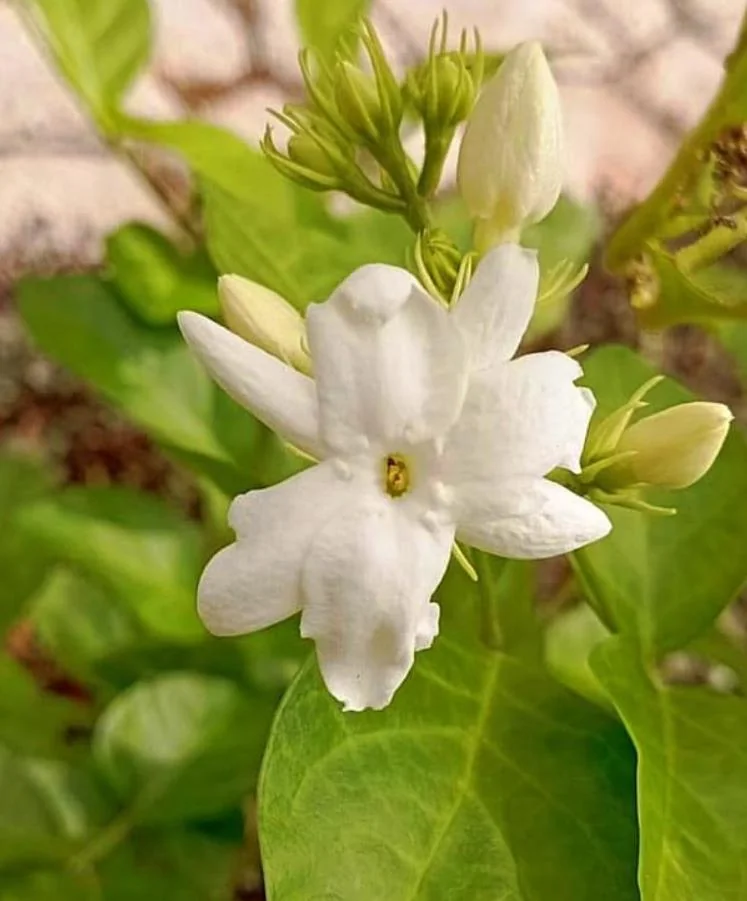 Sambac Jasmine Live Plant – Fragrant Flowering Plant – 8-inch Tall – 3-inch Pot – Indoor/Outdoor - Image 4