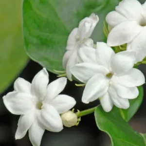 Sambac Jasmine Live Plant – Fragrant Flowering Plant – 8-inch Tall – 3-inch Pot – Indoor/Outdoor - Image 5