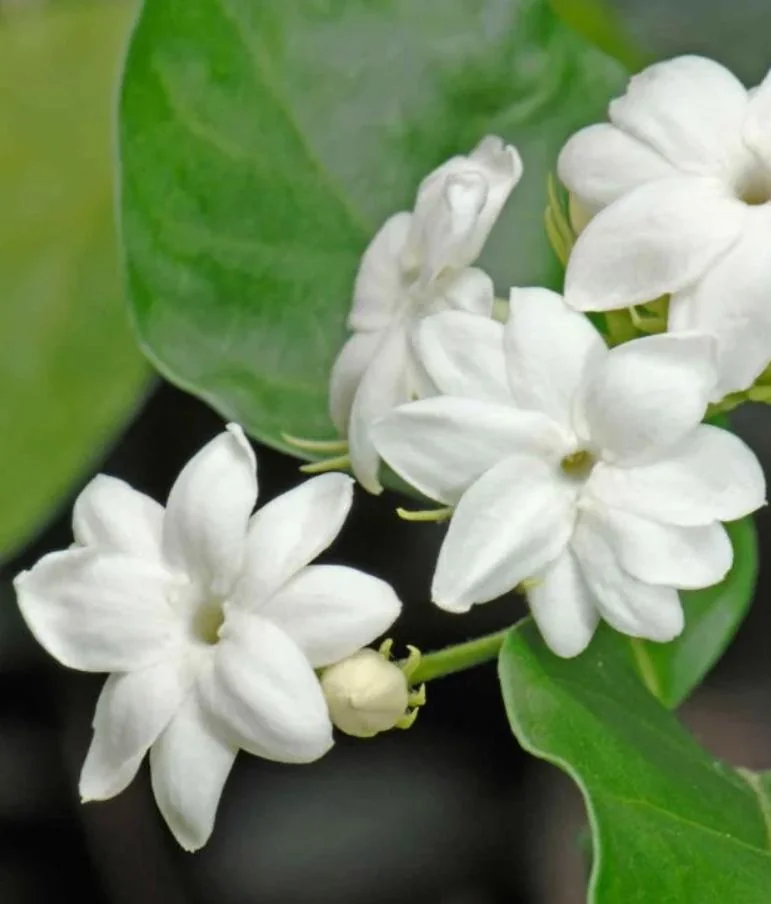 Sambac Jasmine Live Plant – Fragrant Flowering Plant – 8-inch Tall – 3-inch Pot – Indoor/Outdoor - Image 5