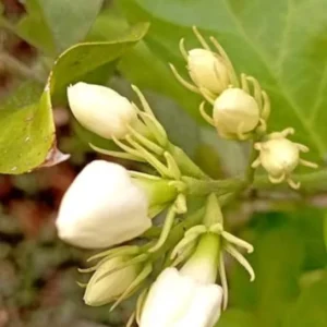 Sambac Jasmine Live Plant – Fragrant Flowering Plant – 8-inch Tall – 3-inch Pot – Indoor/Outdoor - Image 6