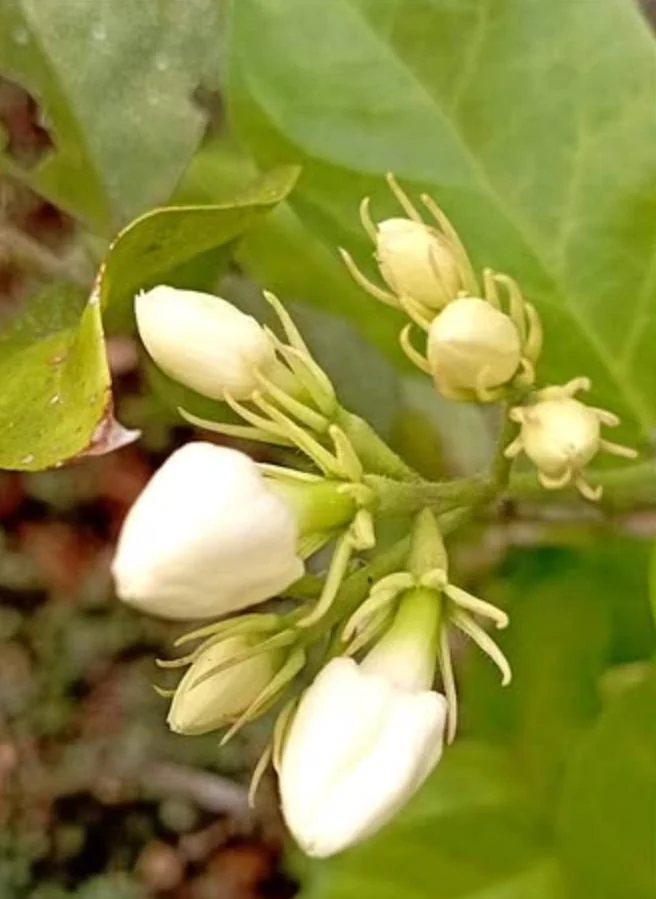 Sambac Jasmine Live Plant – Fragrant Flowering Plant – 8-inch Tall – 3-inch Pot – Indoor/Outdoor - Image 6