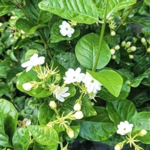 Sambac Jasmine Live Plant – Fragrant Flowering Plant – 8-inch Tall – 3-inch Pot – Indoor/Outdoor - Image 7