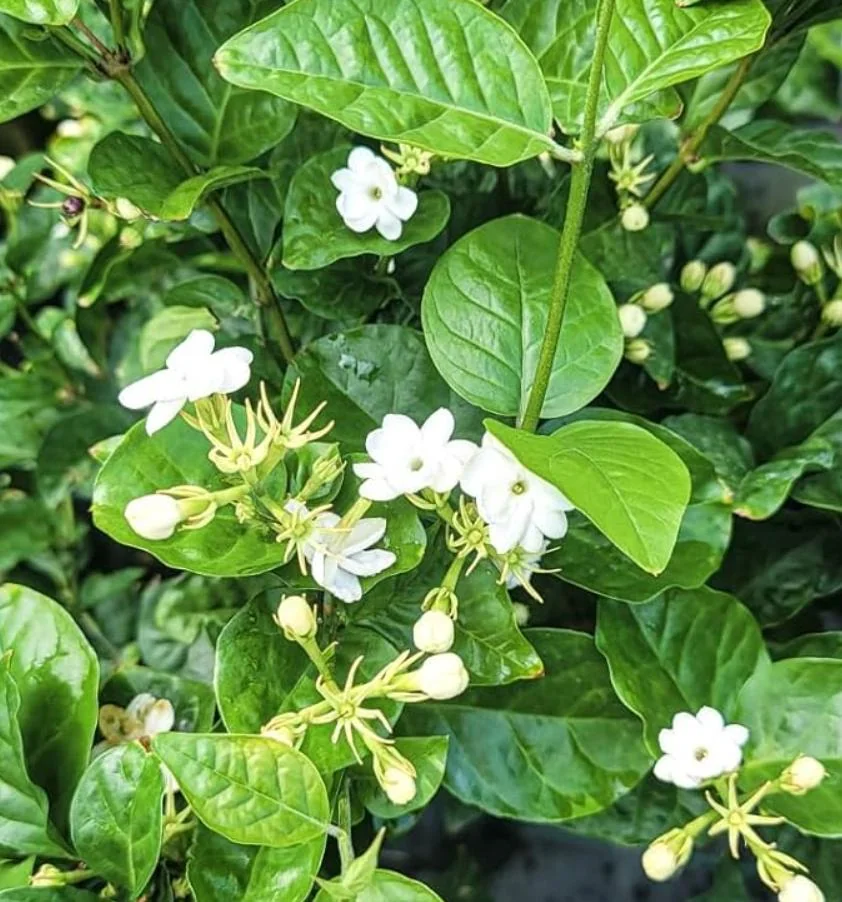 Sambac Jasmine Live Plant – Fragrant Flowering Plant – 8-inch Tall – 3-inch Pot – Indoor/Outdoor - Image 7