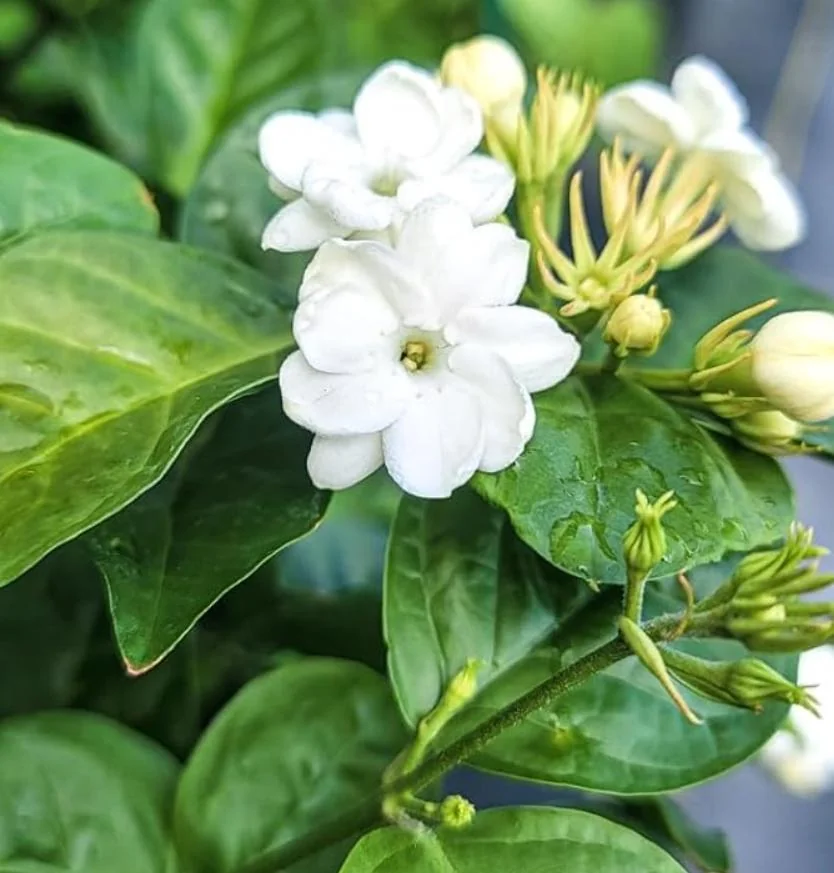 Sambac Jasmine Live Plant – Fragrant Flowering Plant – 8-inch Tall – 3-inch Pot – Indoor/Outdoor - Image 1