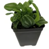 Sandersii Peperomia Live Plant - 2.5 inch Pot - Indoor Potted Houseplant - Image 1