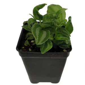 Sandersii Peperomia Live Plant - 2.5 inch Pot - Indoor Potted Houseplant - Image 3
