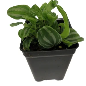 Sandersii Peperomia Live Plant - 2.5 inch Pot - Indoor Potted Houseplant - Image 1