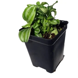 Sandersii Peperomia Live Plant - 2.5 inch Pot - Indoor Potted Houseplant - Image 4