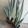 Sansevieria Bantel's Sensation Live Plant – 4 inch Pot – Indoor Snake Plant - Image 1