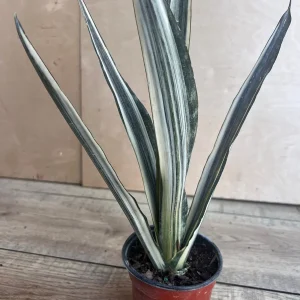 Sansevieria Bantel's Sensation Live Plant – 4 inch Pot – Indoor Snake Plant - Image 4