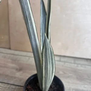 Sansevieria Bantel's Sensation Live Plant – 4 inch Pot – Indoor Snake Plant - Image 6