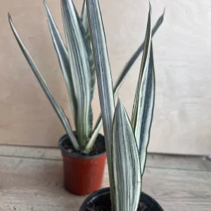 Sansevieria Bantel's Sensation Live Plant – 4 inch Pot – Indoor Snake Plant - Image 7