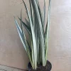 Sansevieria Bantel's Sensation Snake Plant - Live Houseplant - 6 inch Pot - Image 1