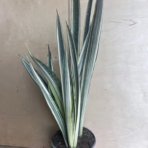 Sansevieria Bantel's Sensation Snake Plant - Live Houseplant - 6 inch Pot - Image 2