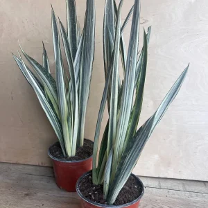 Sansevieria Bantel's Sensation Snake Plant - Live Houseplant - 6 inch Pot - Image 3